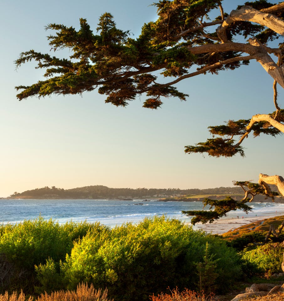 tree and bushes by a beach