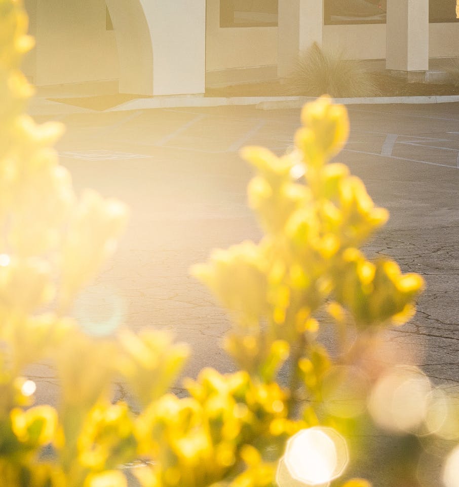 yellow plant in a parking lot