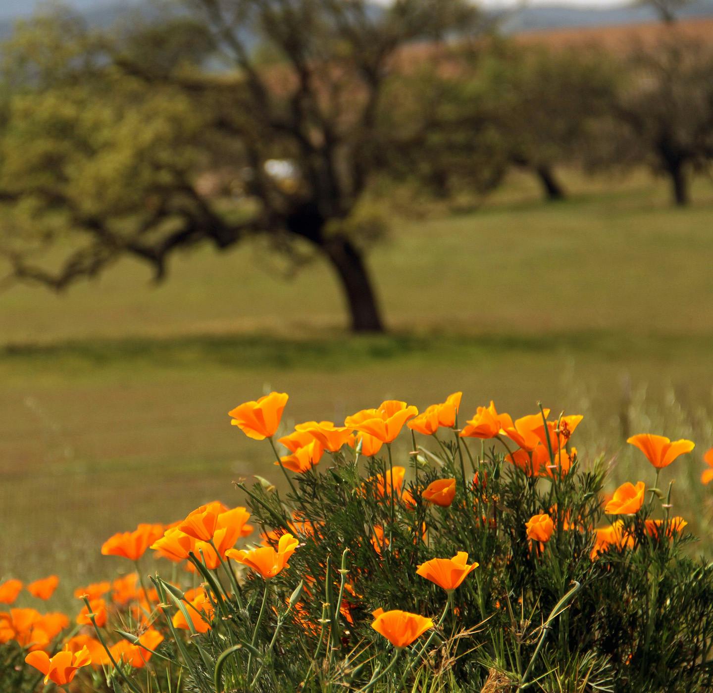 flowers and tree