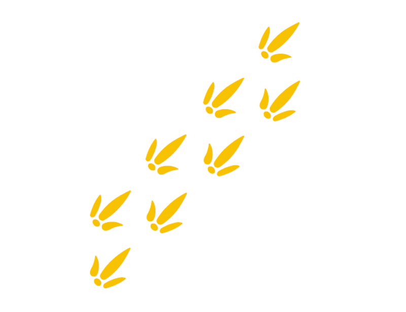 Fotavtryck Dino - bild 3