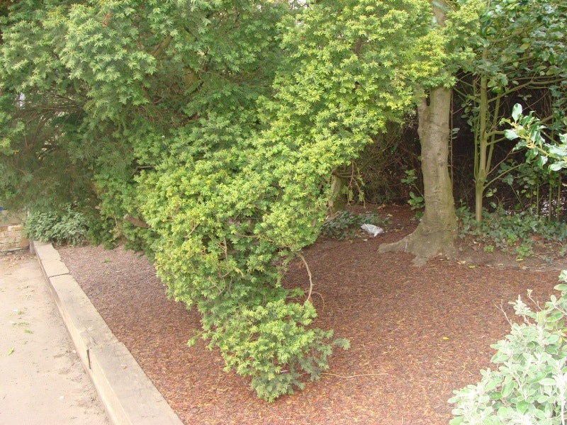 Gummibark Fallhöjd 3,1 meter   - bild 4