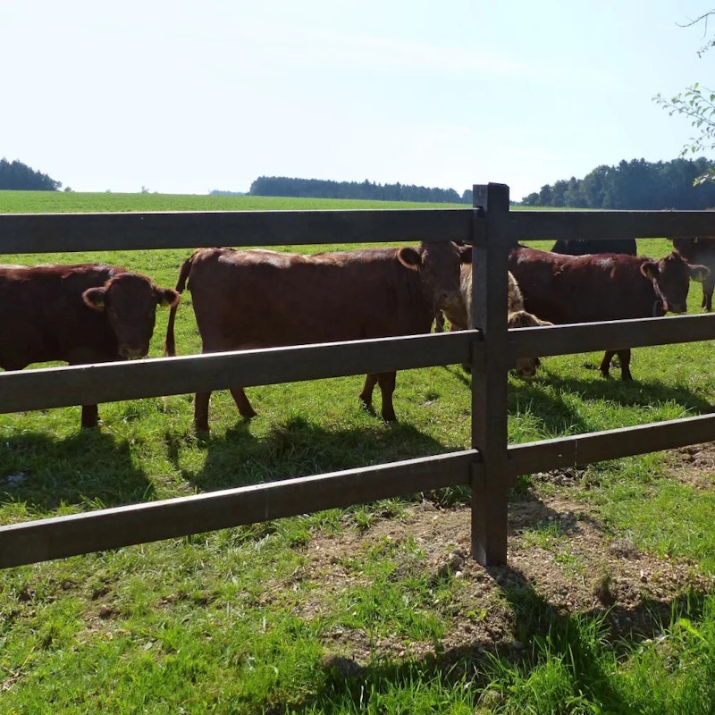 Staket Horse - bild 6