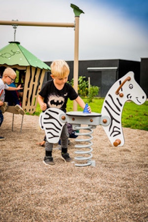 Zebra - bild 4