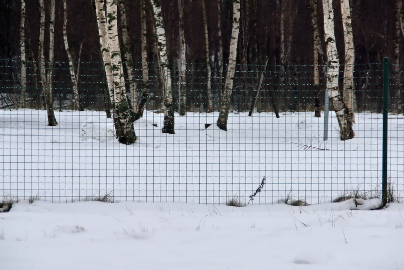 Kedjelänksstaket Svetsad 1,0 m