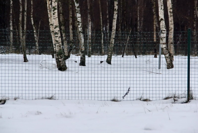 Kedjelänksstaket Svetsad 1,0 m