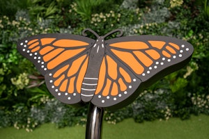 Butterfly - bild 4