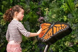 Butterfly - bild 3