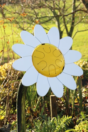 Daisy kronbladstrumma - bild 2