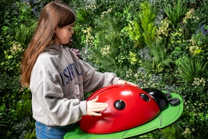 Ladybug - bild 3