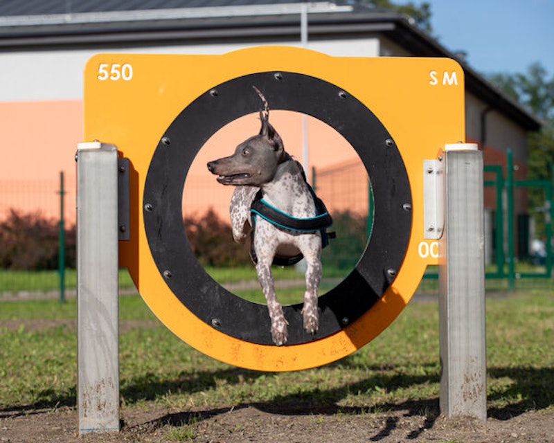 Hoppring Alara - bild 4