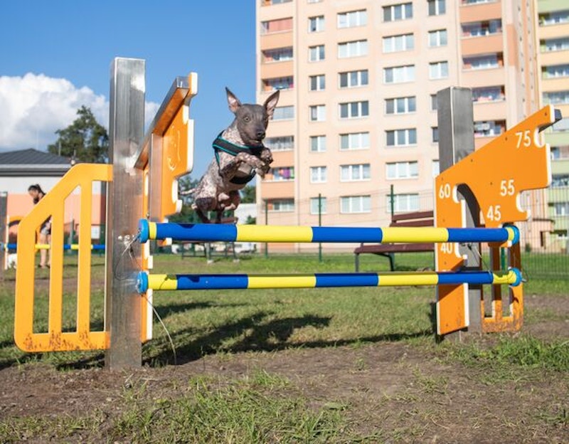 Dubbelhopphinder Alais - bild 3