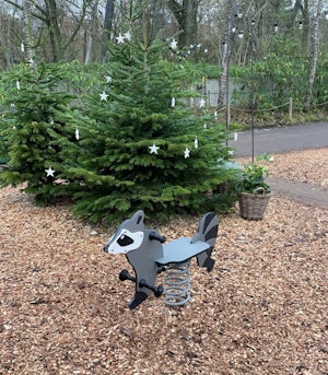 Tvättbjörn - bild 10