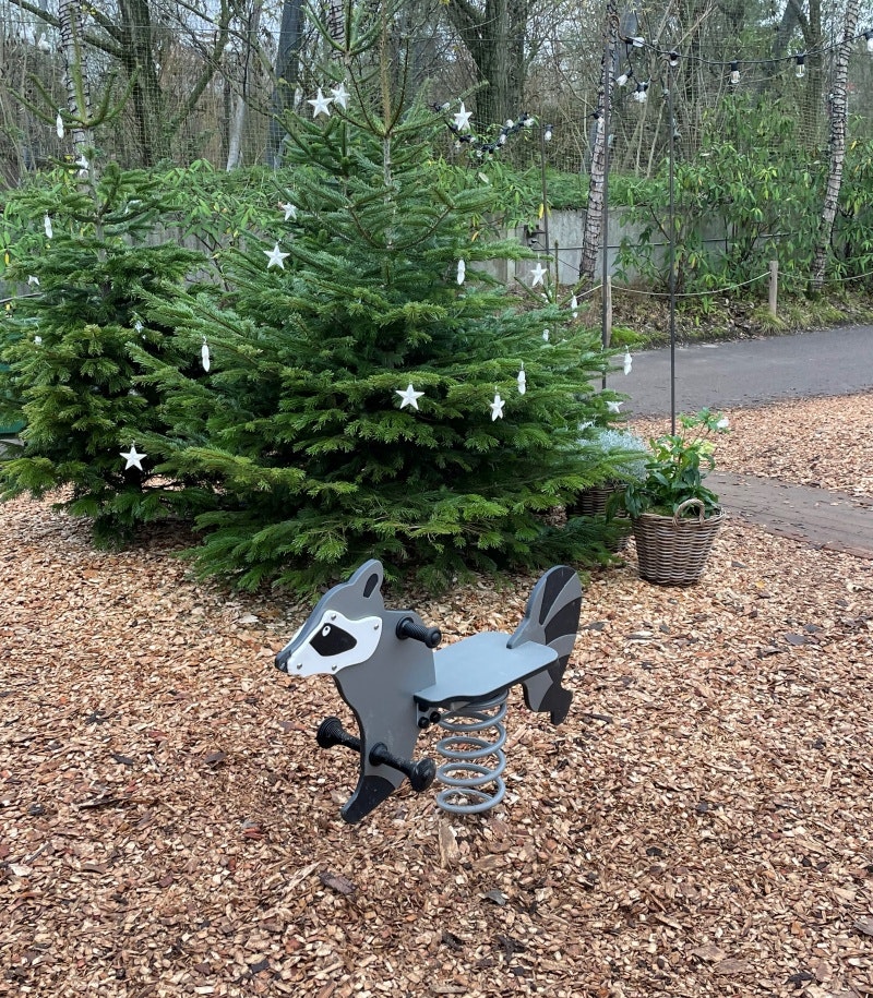 Tvättbjörn - bild 10