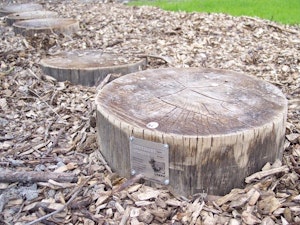 Trädstamskiva - bild 2