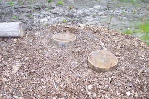 Trädstamskiva - bild 4