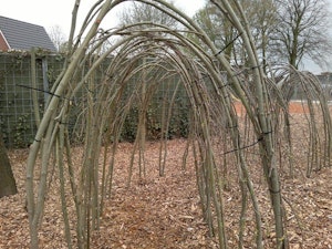 Wilgentunnel - bild 2