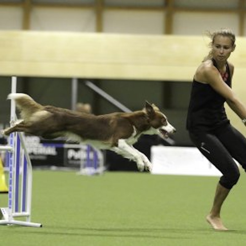 Play Comfort 24 - Agility konstgräs - bild 2