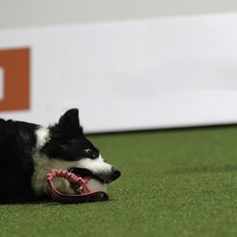 Play Comfort 24 - Agility konstgräs - bild 3