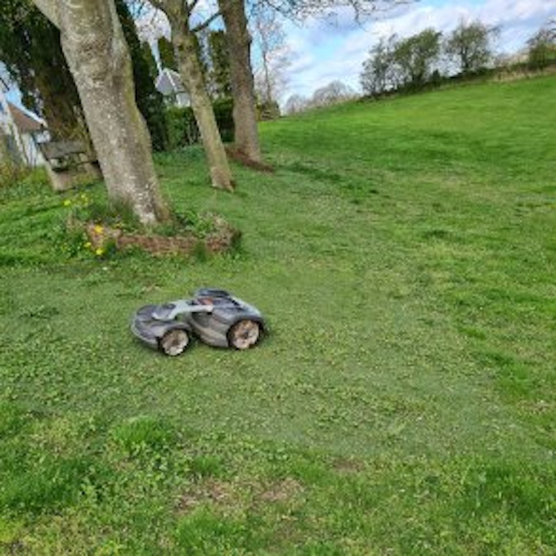 Hybridgräs till din robotgräsklippare - paket om 4 m² - bild 3