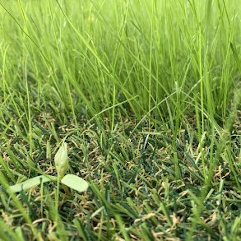 Hybrid 30 ECO, hybridgräs, rulle i anbrud - bild 6