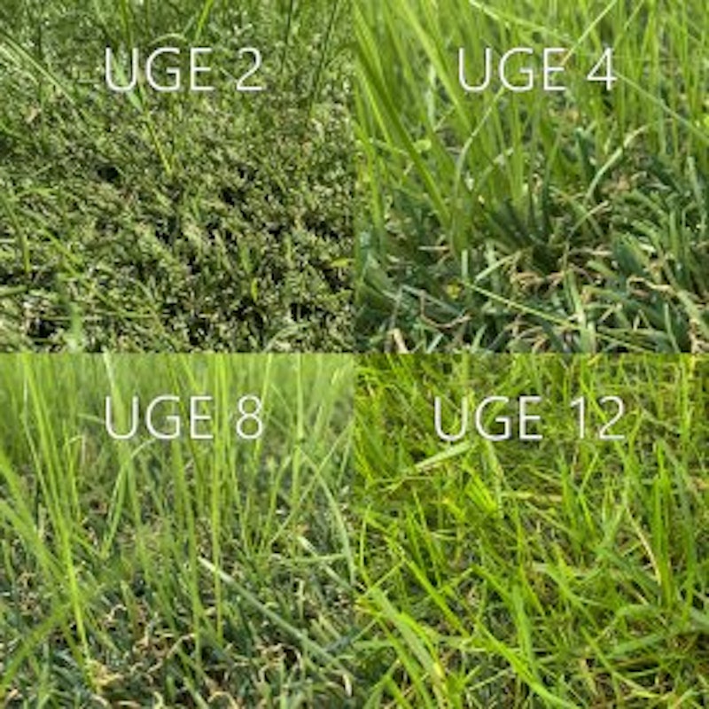 Hybrid 30 ECO, hybridgräs, rulle i anbrud - bild 7