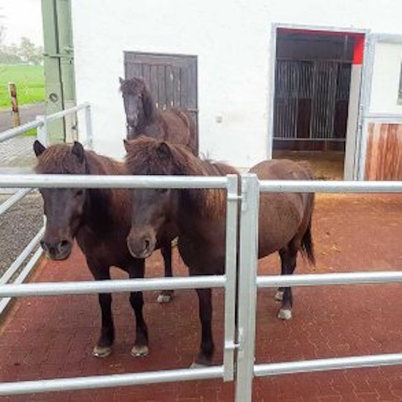 DOG BONE gummiplatta, 200 x 165 x 43 mm - bild 3