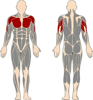 Triceps-tränare - bild 2
