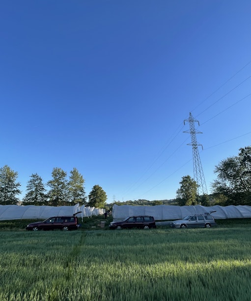 vogrinove