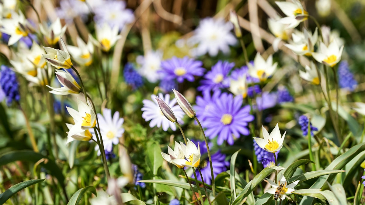 Lentebloemen