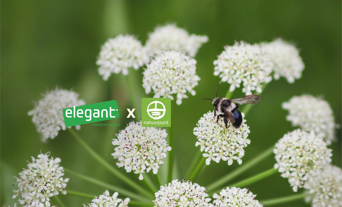 Wilde asbij op bloem