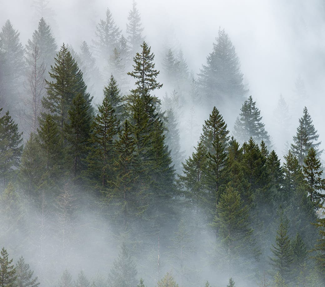 Foggy tree line