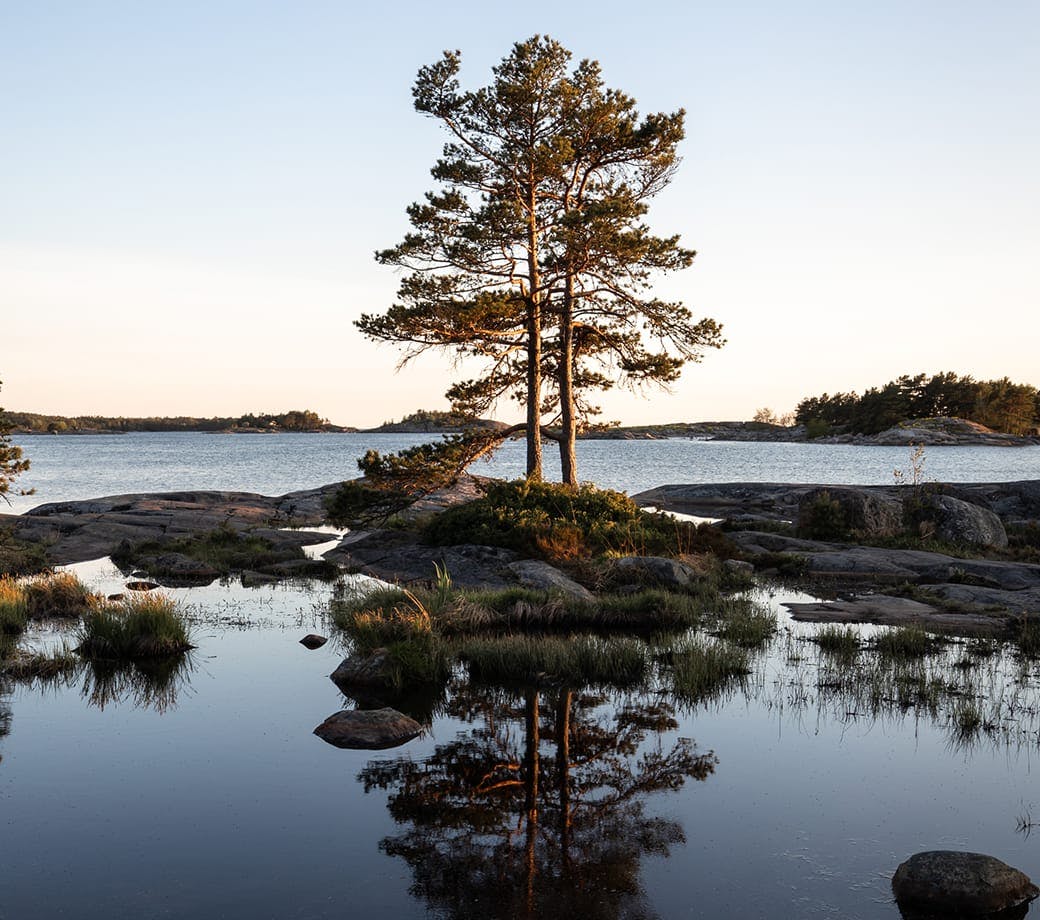 tree on a lake