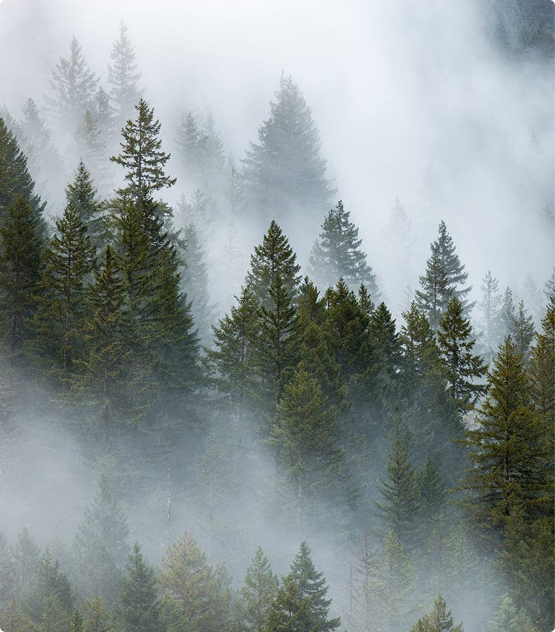trees and fog