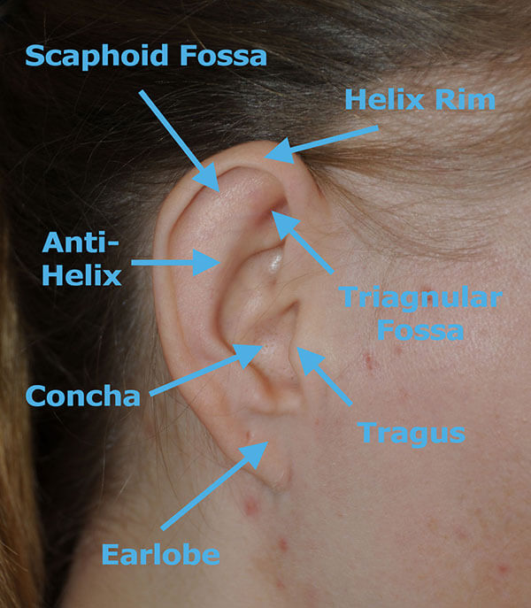 Ear infographic
