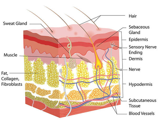 Skin layers
