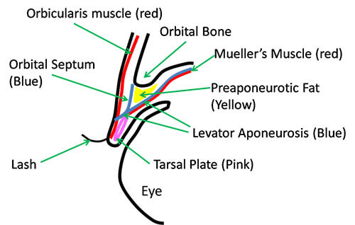 infographic
