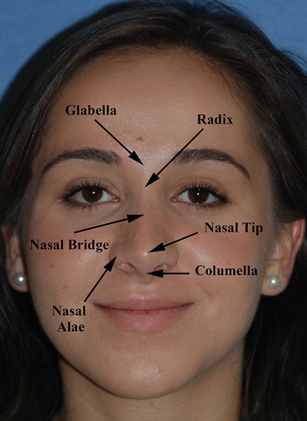 rhinoplasty anatomy