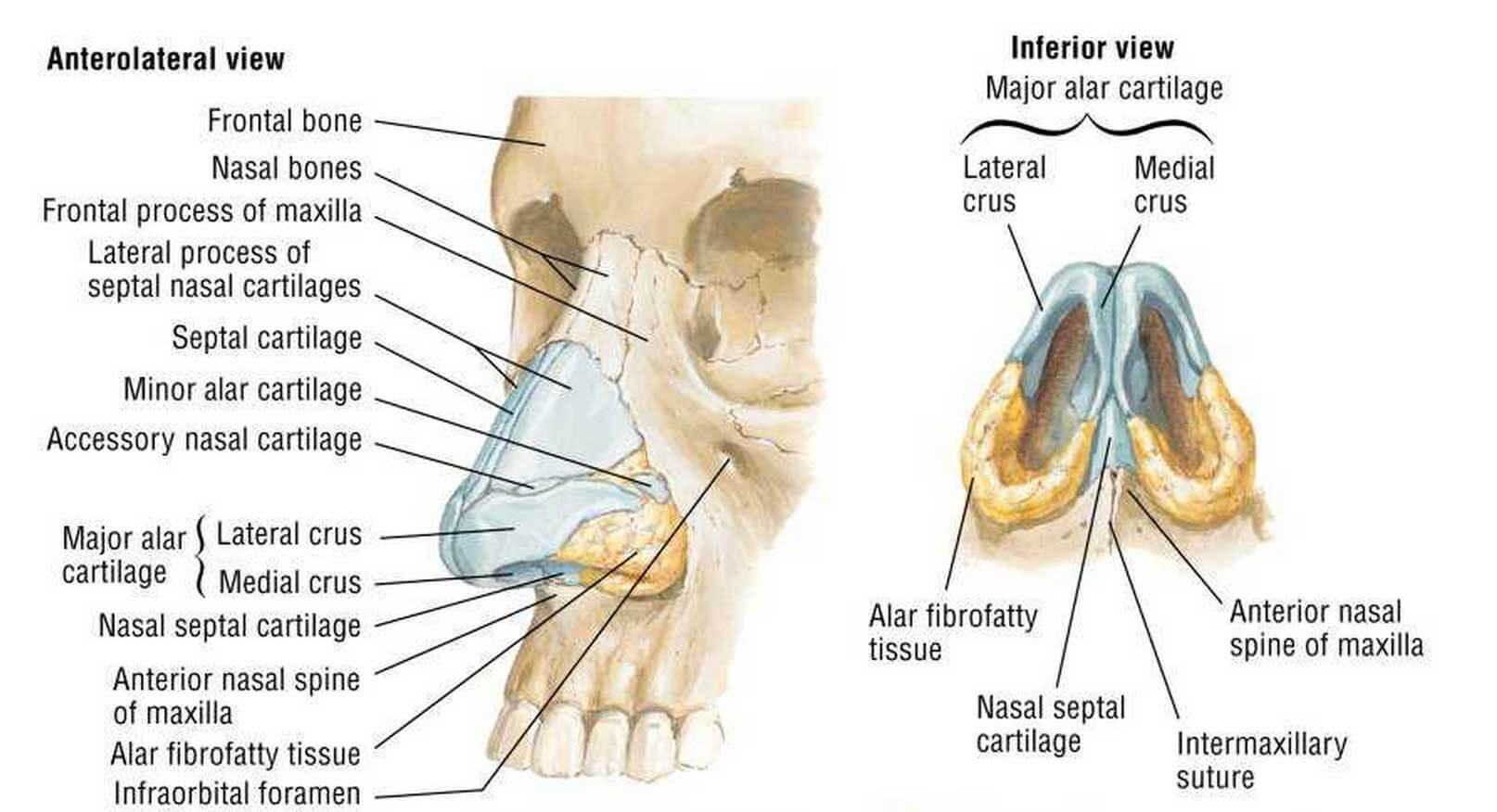 rhinoplasty chart