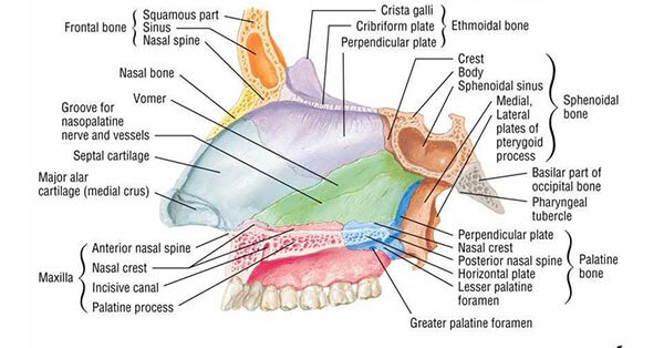 Below are images of the internal nasal structures: