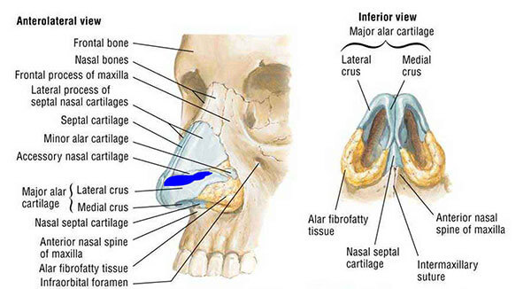 rhinoplasty diagram