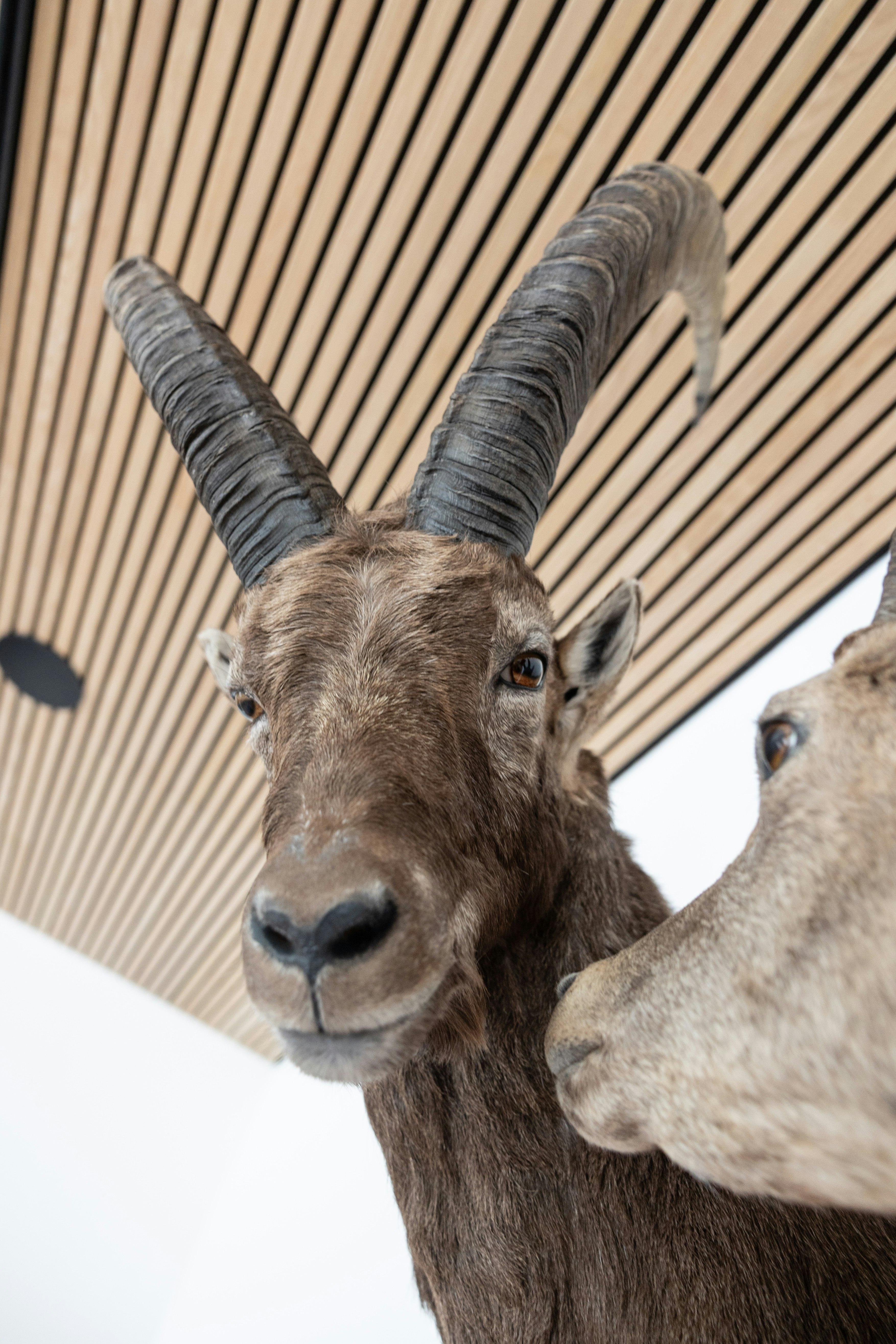 Steinbock-Dekoration