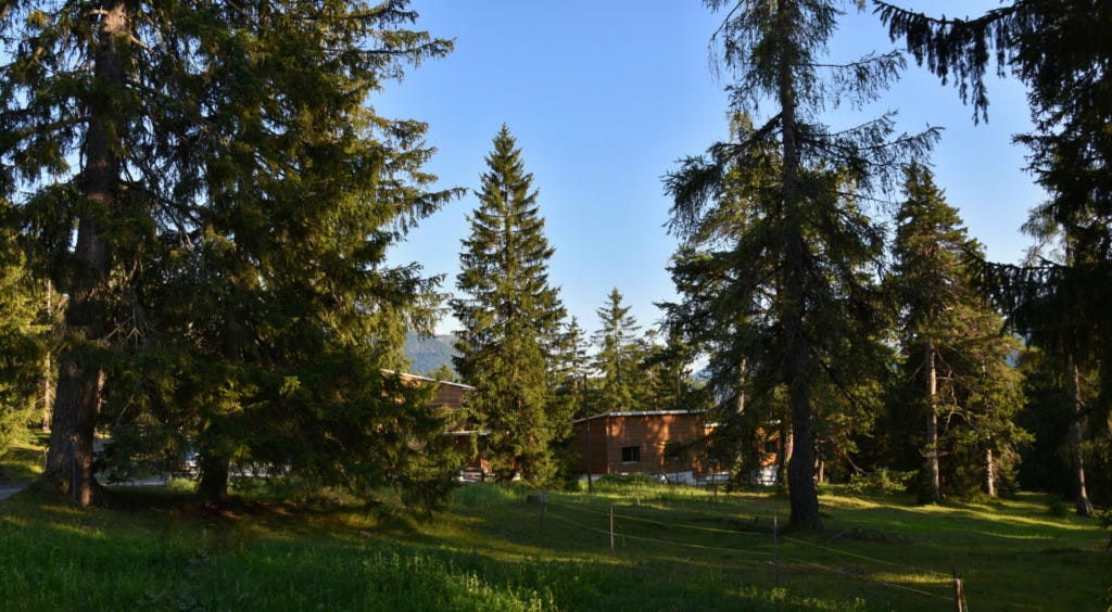 Blick durch den Wald auf dem Ferienhaus