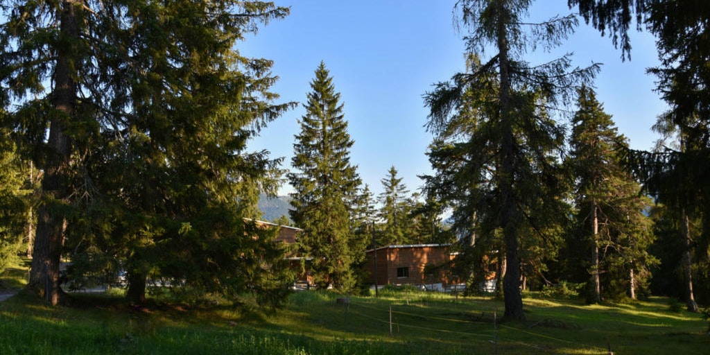Ferienhaus Don Bosco Blick durch den Wald auf dem Ferienhaus