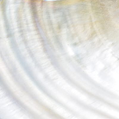 close up of a white shell