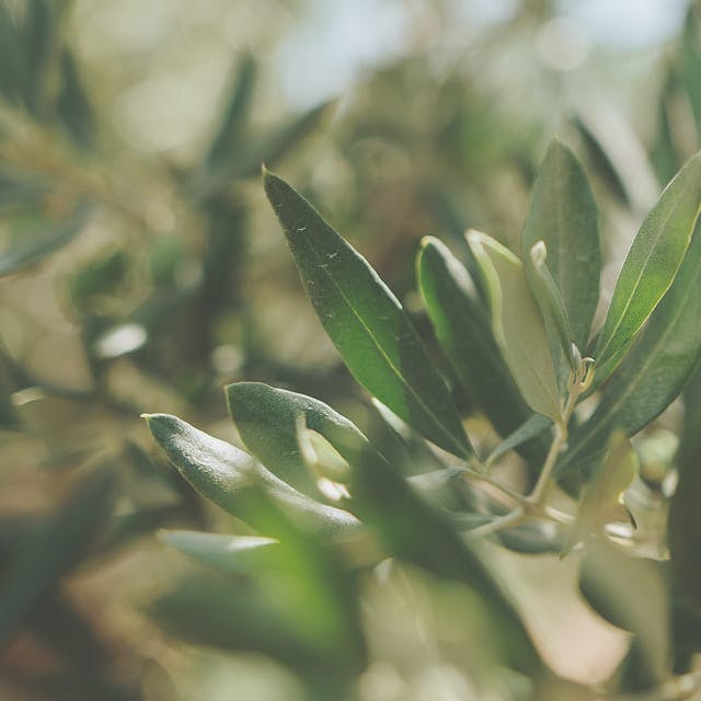 plant