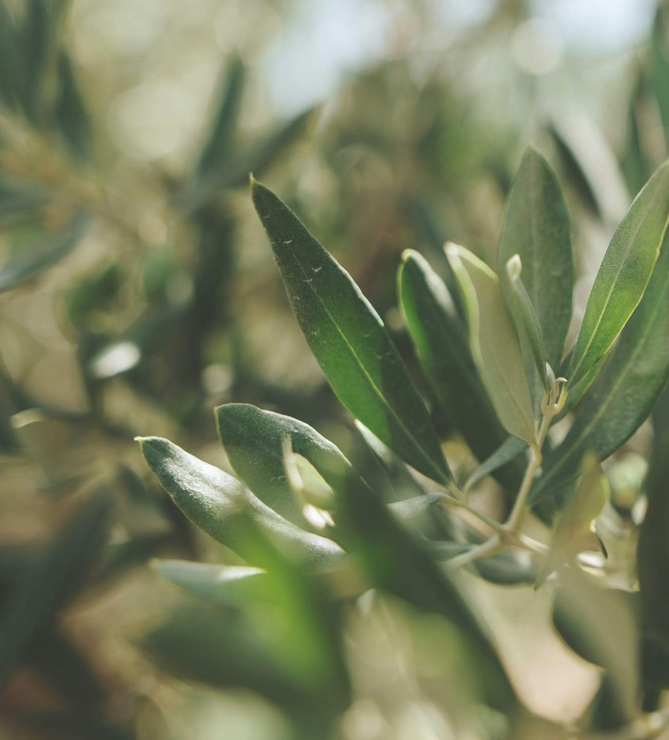 green plants