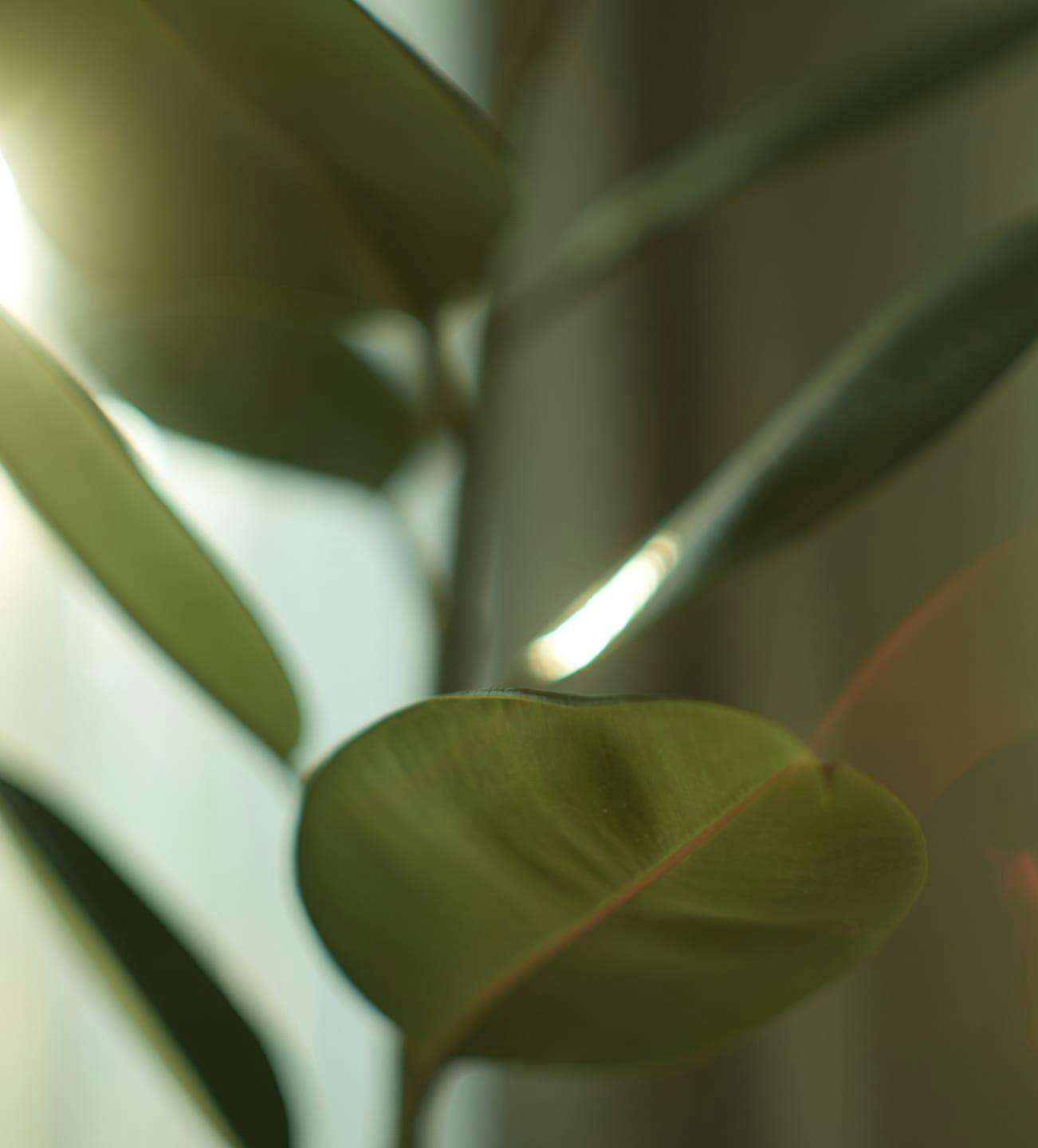 leaves