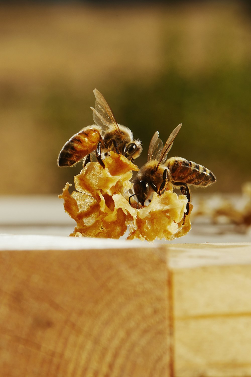 Bee Keeping in Californina 