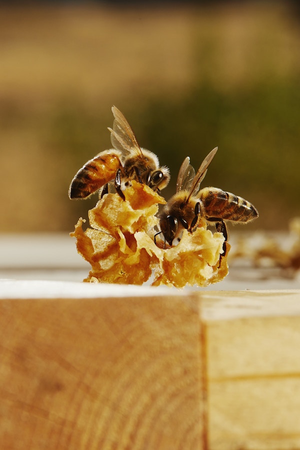 Bee Keeping in Californina 