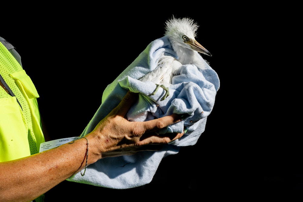 Heron and Egret Rescue for The San Francisco Chronicle